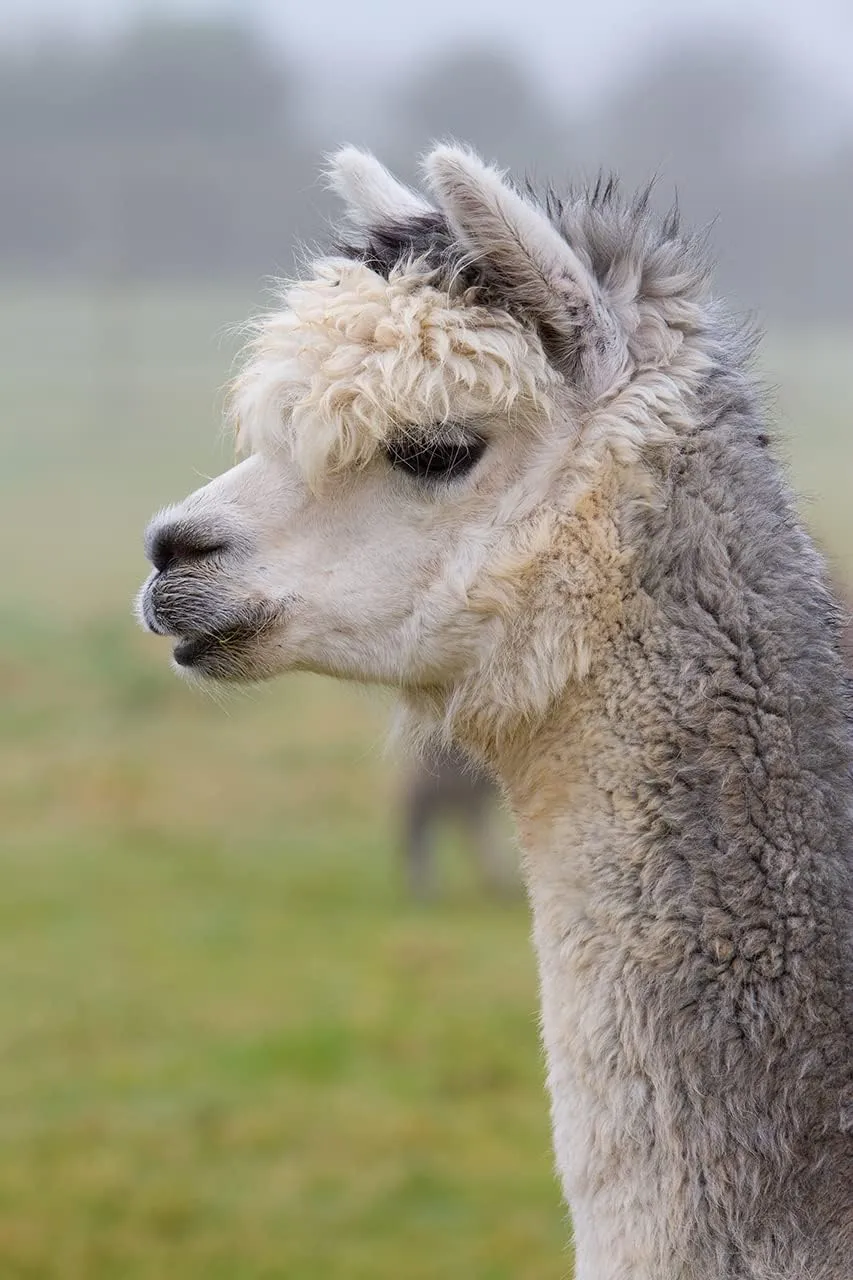 WARRIOR ALPACA SOCKS - Second to None Thick Alpaca Terry Lined Boot Socks - Unisex